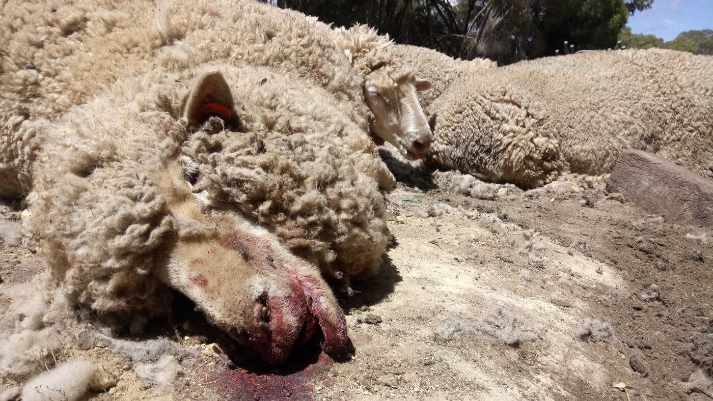 dead sheep laying on ground