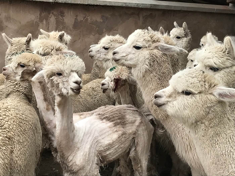 alpaca with eye injury