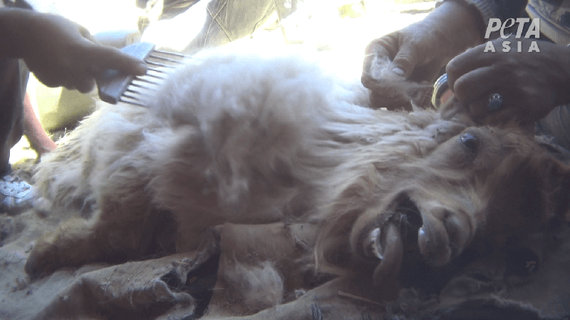 white goat being combed roughly