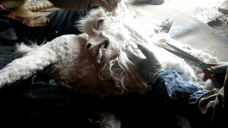 goat being sheared