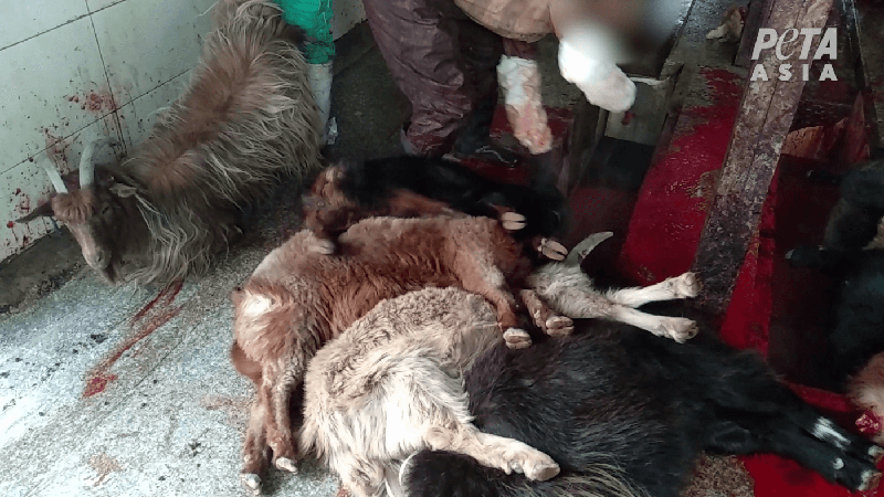 goats being slaughtered