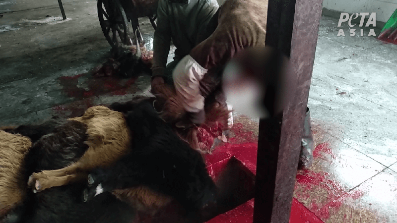 goats being slaughtered