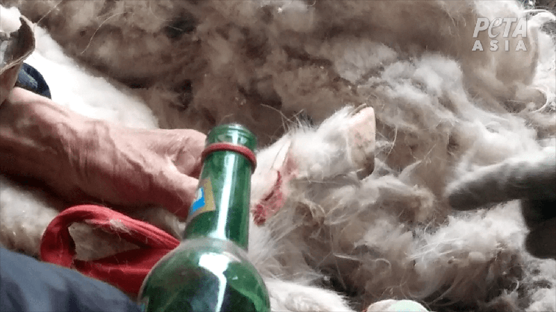 wine poured into goats wound