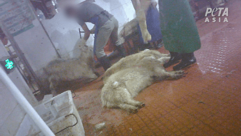 goats on the floor of slaughterhouse