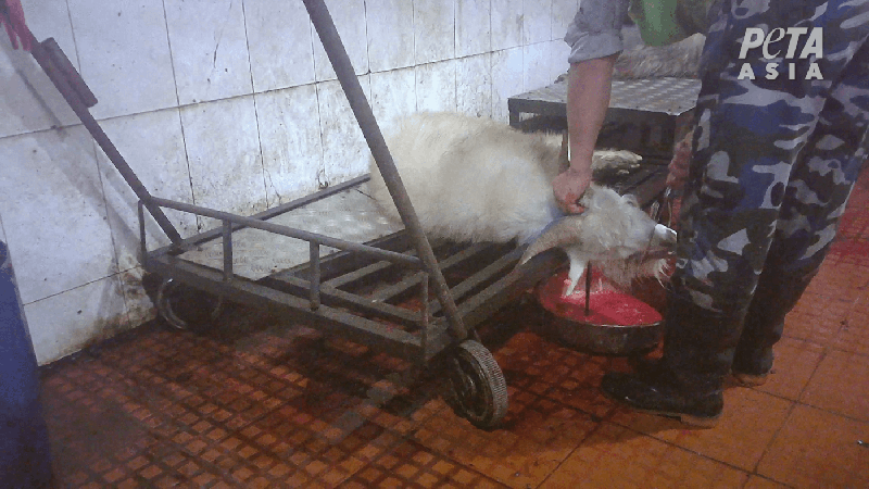 goat with throat slit and blood draining into bucket