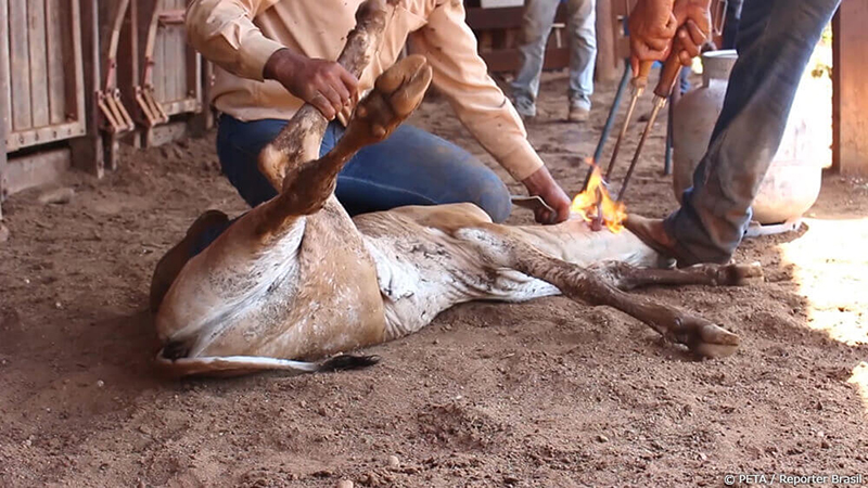 photo of cow being branded by handlers