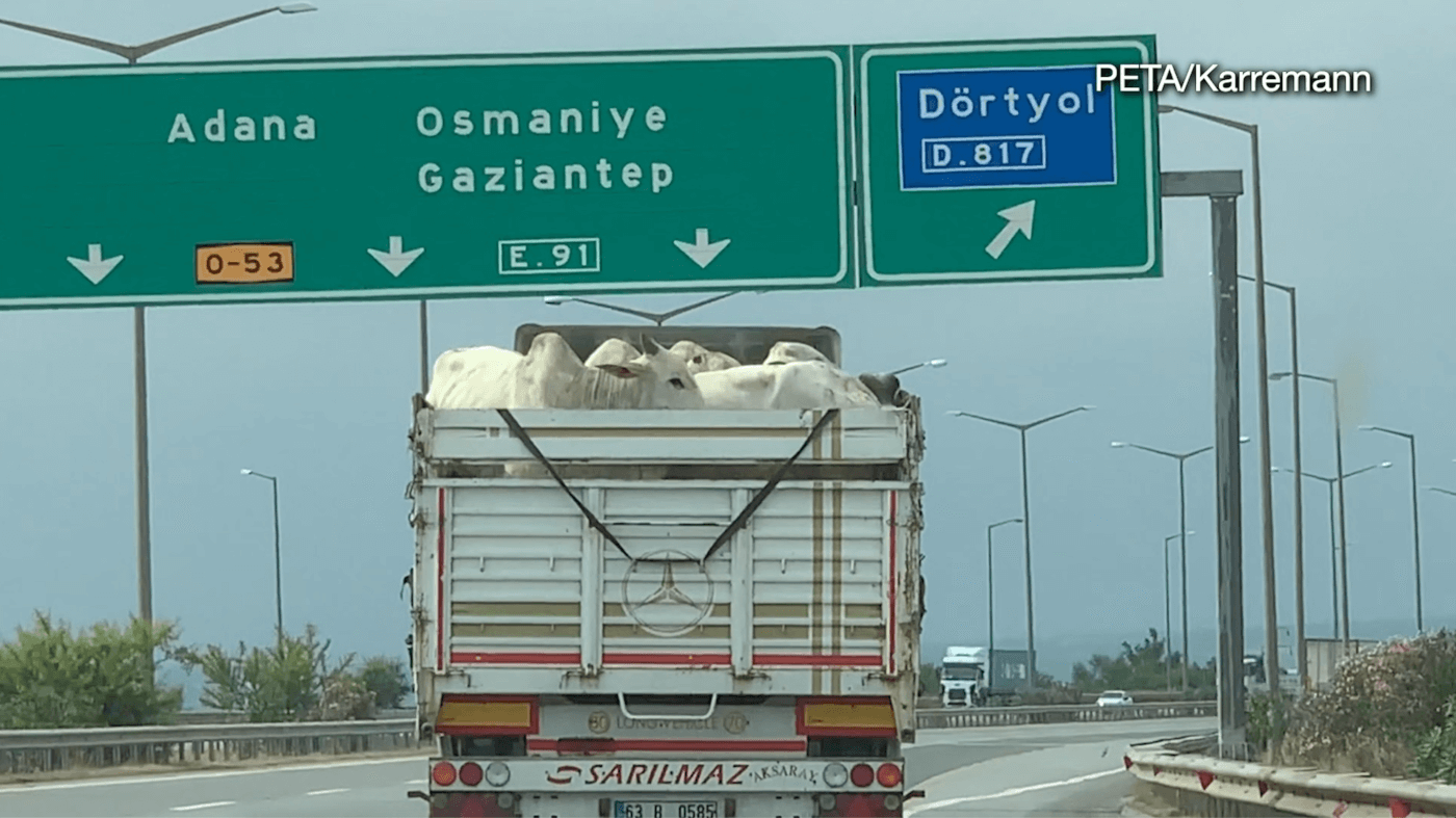 photo of truck full of cows used for leather