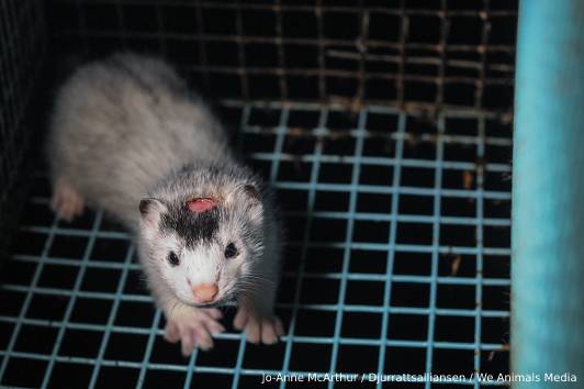Image of mink on fur farm