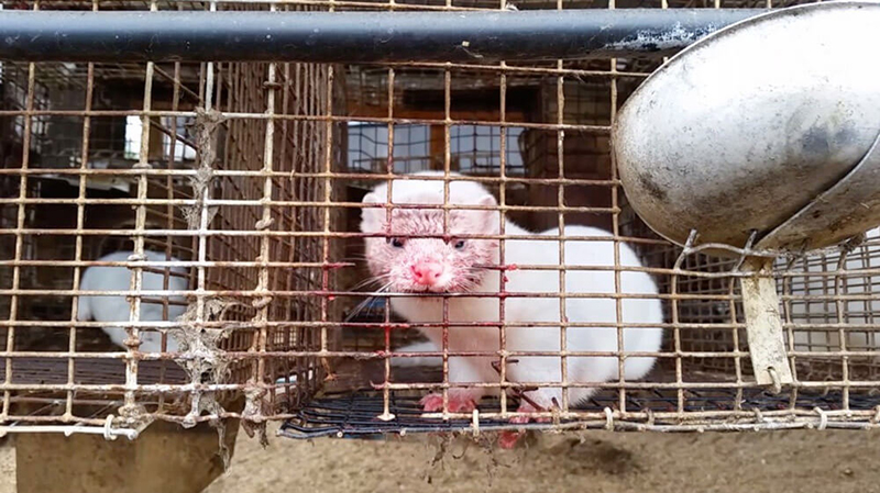 mink on fur farm