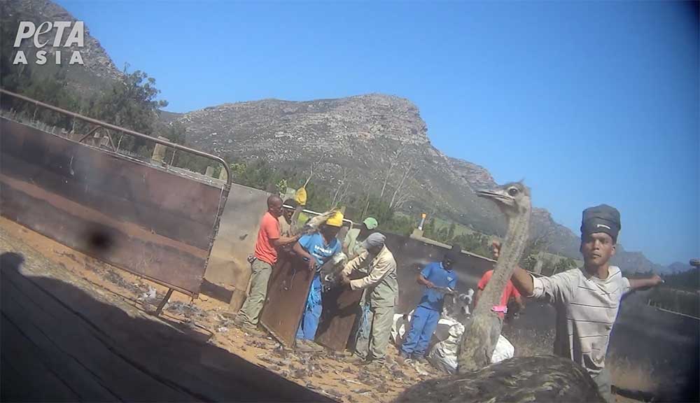 Image of worker grabbing ostrich by the neck.