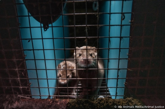image of minks in a cage