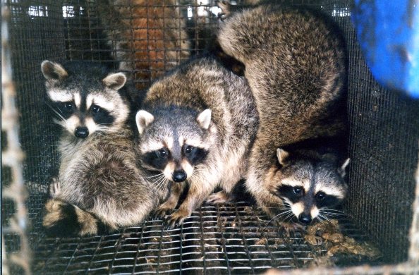 photo of raccoons on fur farm