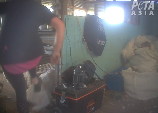 Image of worker kicking a sheep during shearing