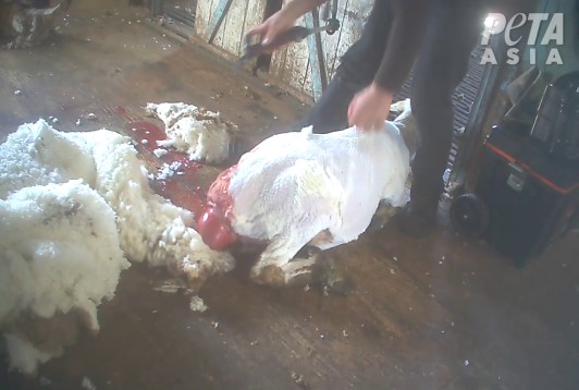 Image of pregnant and injured sheep being violently sheared