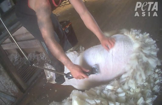 Image of worker standing on sheep's neck during shearing