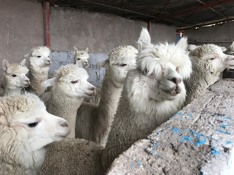 alpacas huddled together in fear