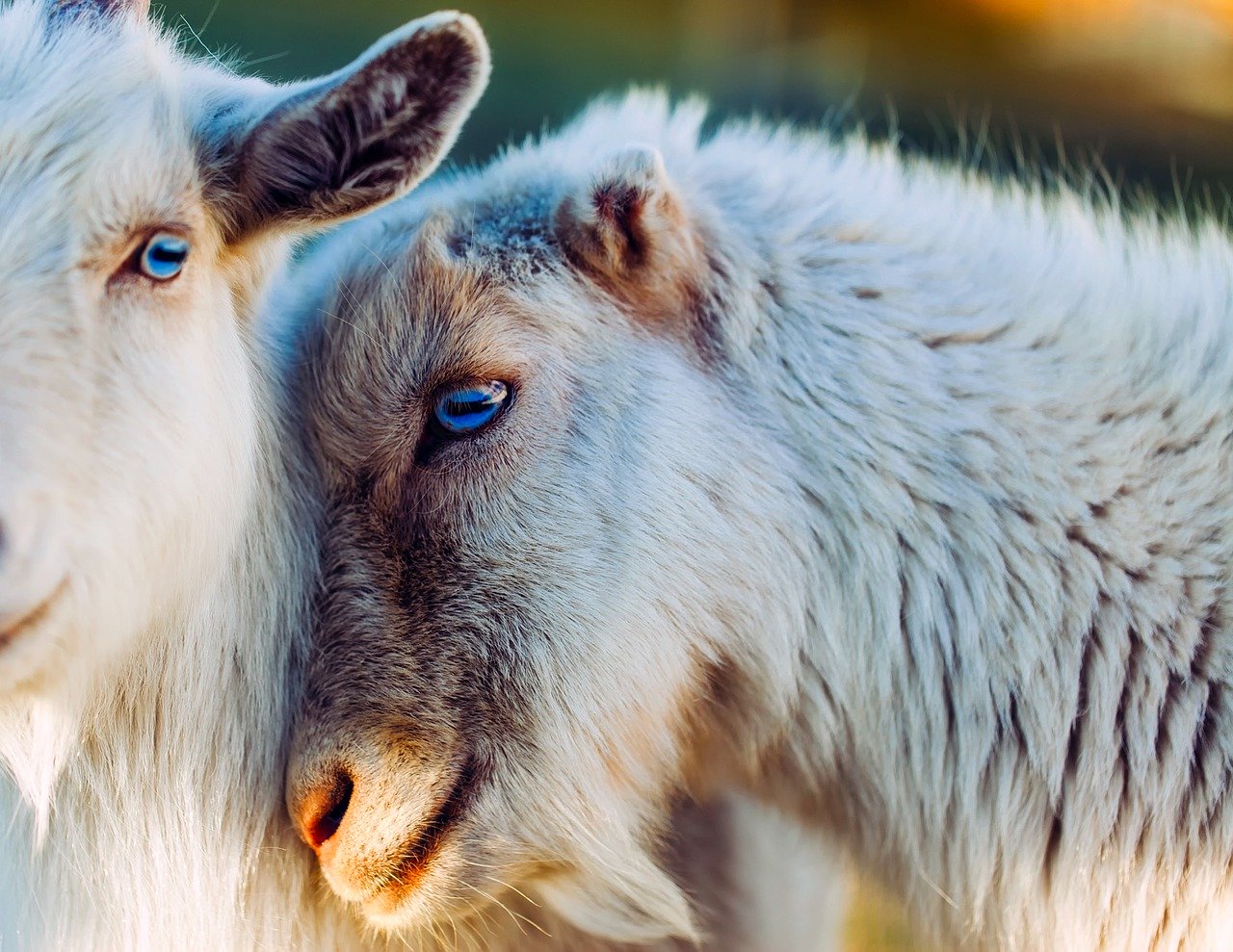 Prada, Gucci buy cashmere from farms that abuse goats: PETA