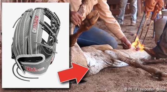 Image of Wilson baseball glove and cow being branded