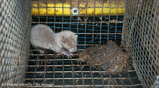 Mink in filthy cage at fur farm.