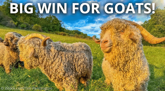goats out in the grass with the words big win for goats