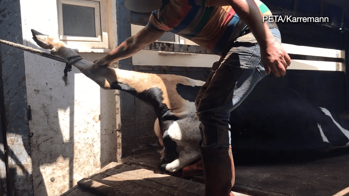 photo of cow dragged off of a truck