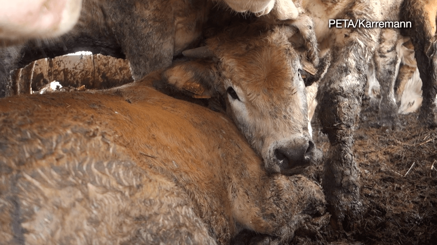 photo of cow in filth