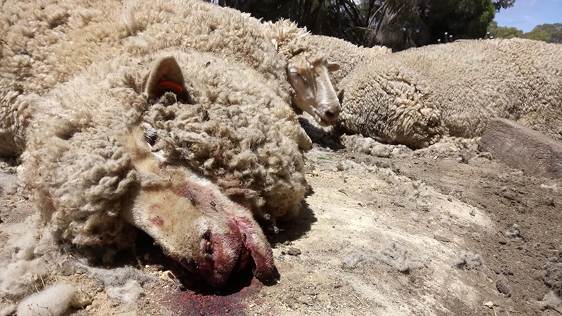 photo of dead sheep