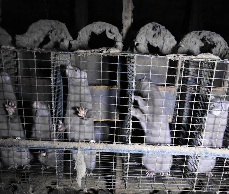 photo of minks on fur farm in filthy cages