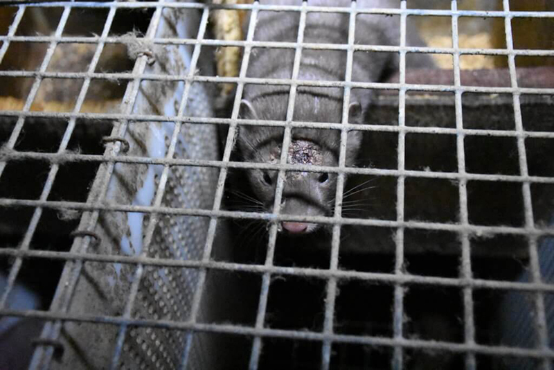 photo of injured mink in cage