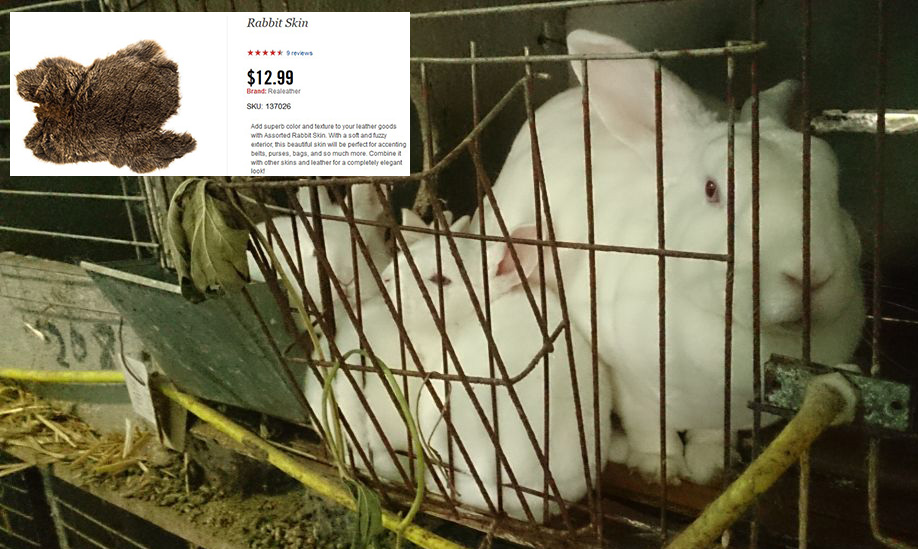 photo of rabbits in crate and overlaying image of rabbit fur sold at Hobby Lobby