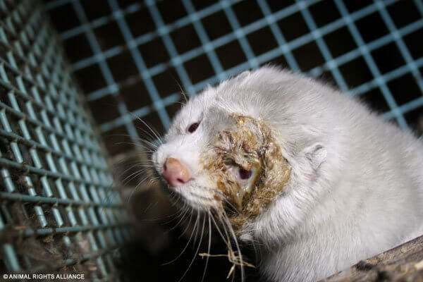 photo of mink with infected eye
