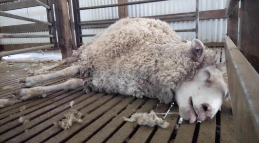 Dead sheep used for wool