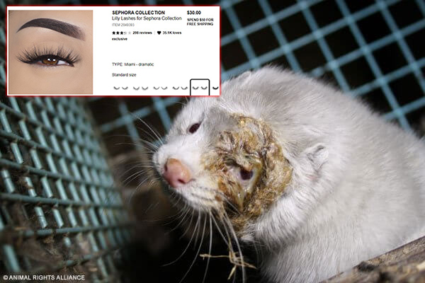 mink with eye infection