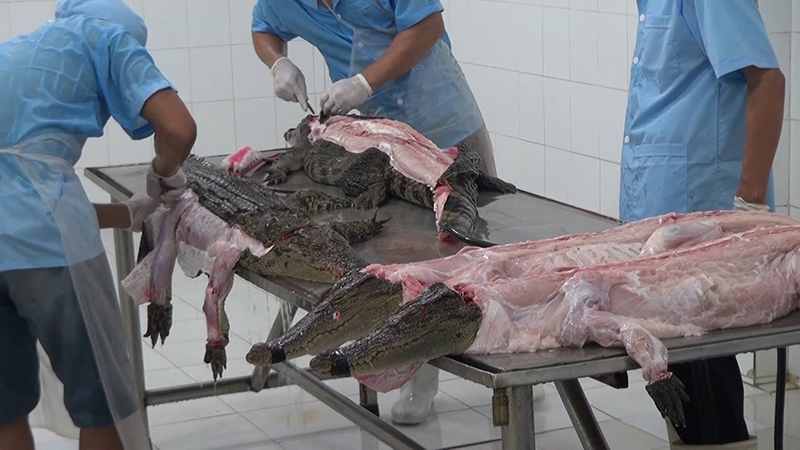 photo of crocodiles being skinned on table