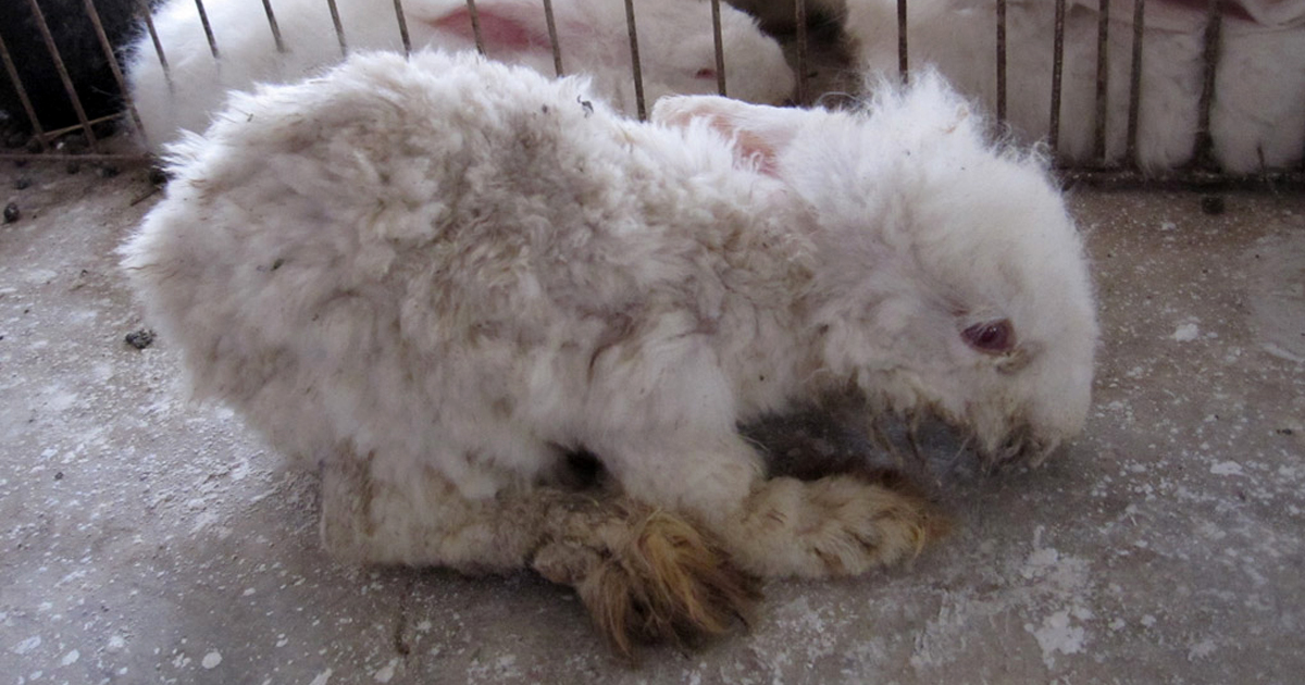 Help Animals Abused for Fashion - Donate Now | PETA