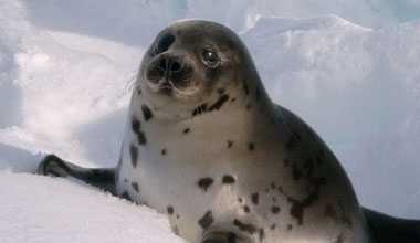 seal