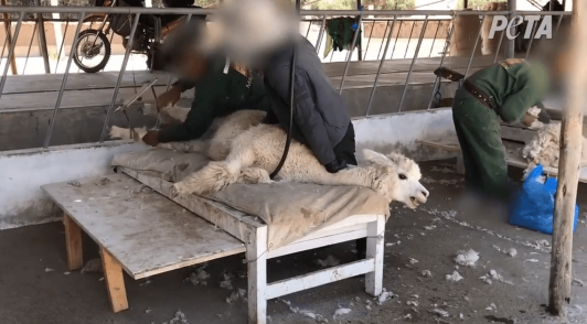 take action for alpacas