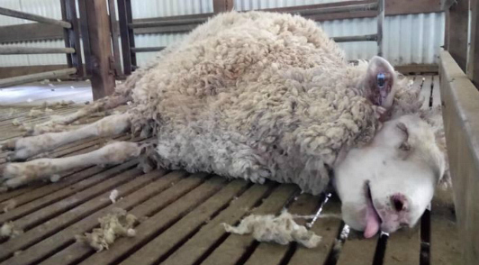 this is the wool industry