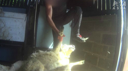 learn more about wool