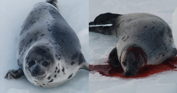 Photo of dead seal