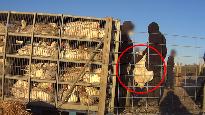photo of geese crammed into small crates and handlers grabbing one by the neck