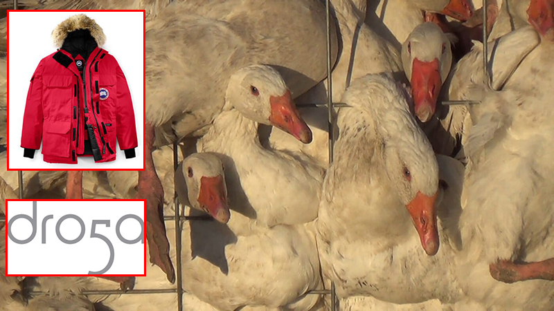 geese packed into cage