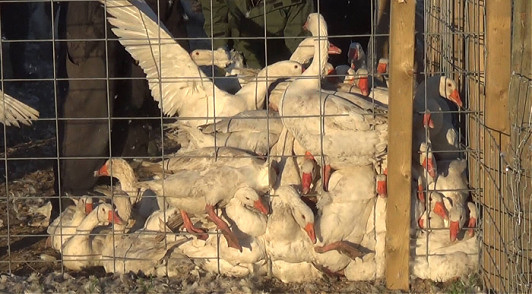 speak up for coyotes and geese