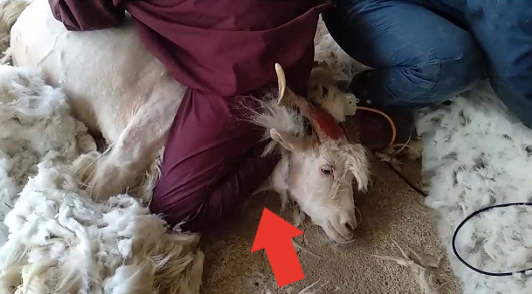 how cashmere is made