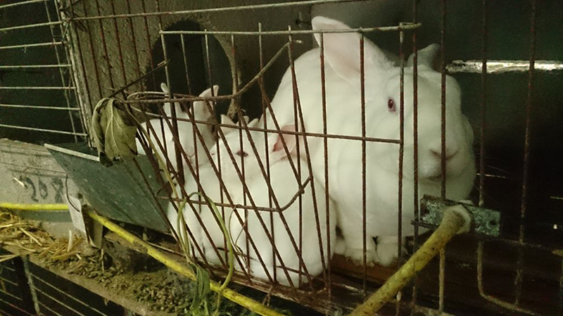 rabbit with 1 month old babies in cramped cage