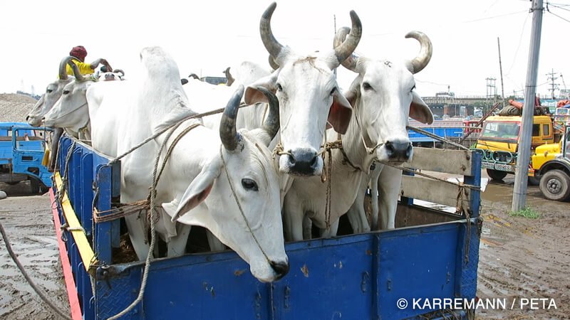 cows on truck