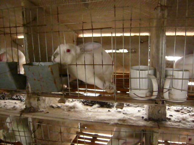 rabbit with injured leg in cage
