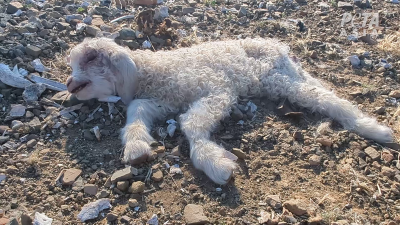 Image of discarded baby goat.