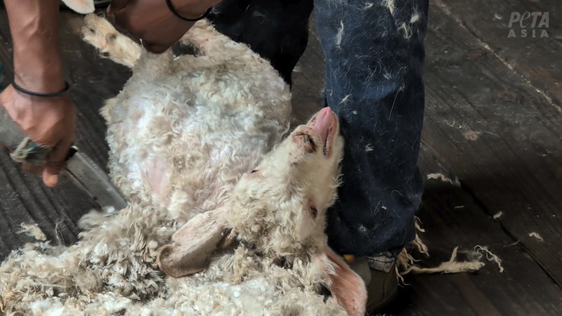 Image of goat being violently sheared.