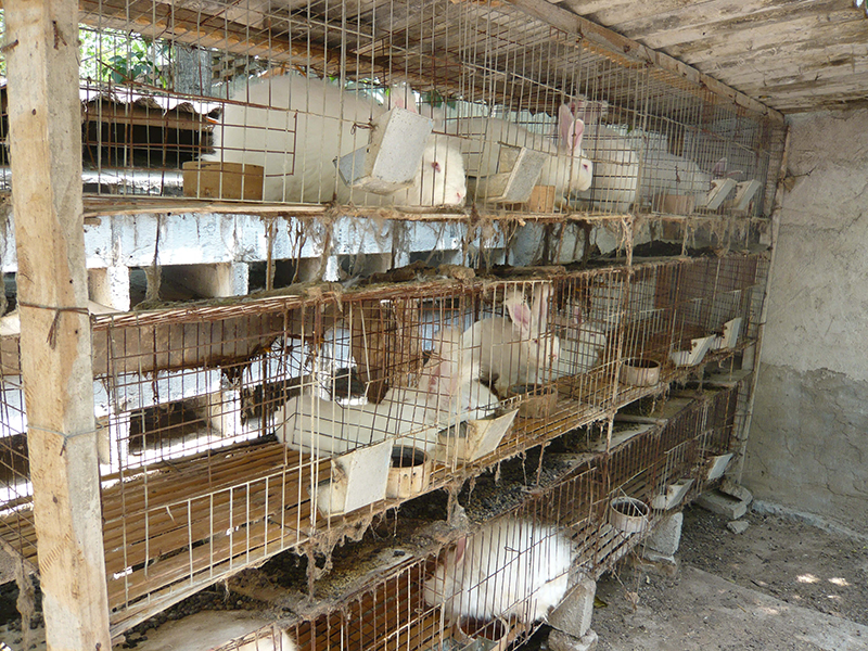 rabbits in cages on angora fur farm